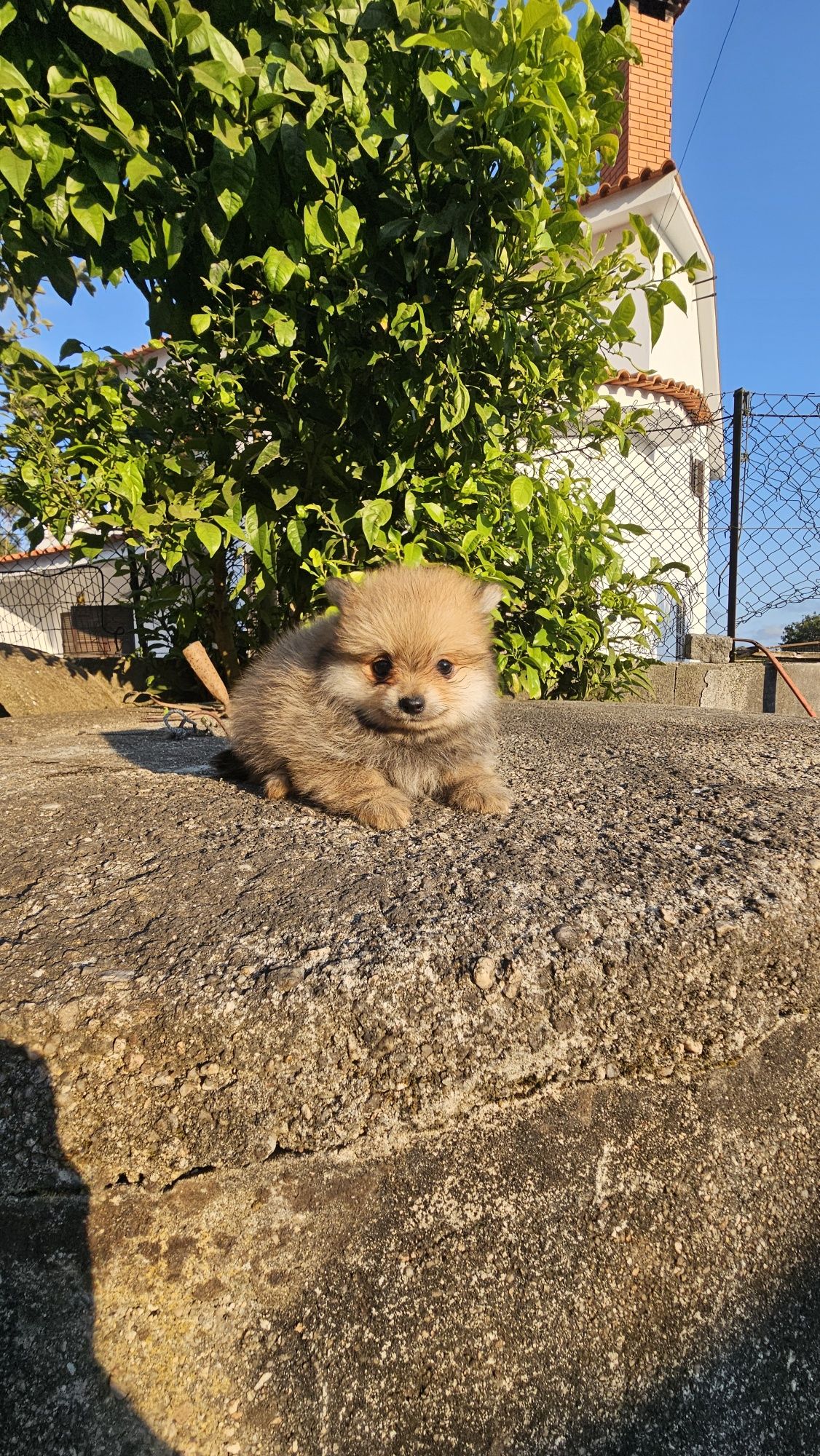 Lulu pomerânia/ spitz alemão anão