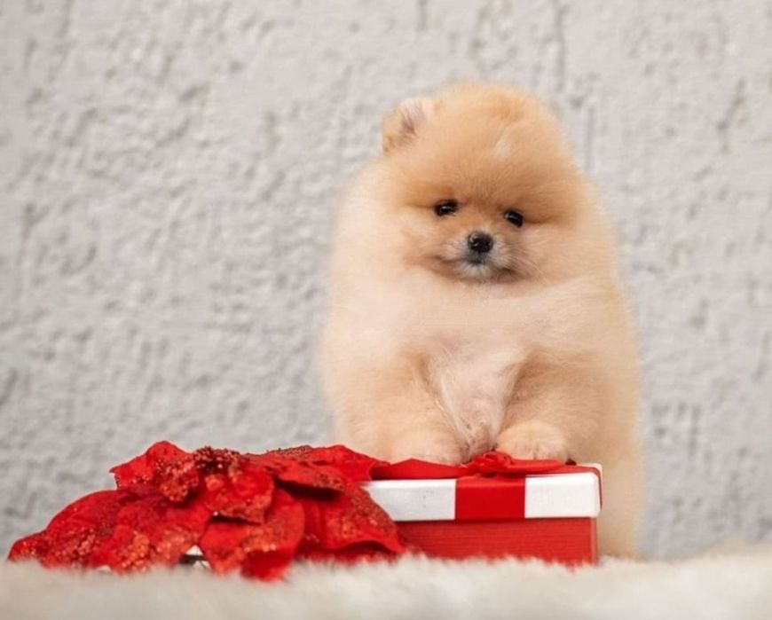 Vip шпицы мини тип мишка