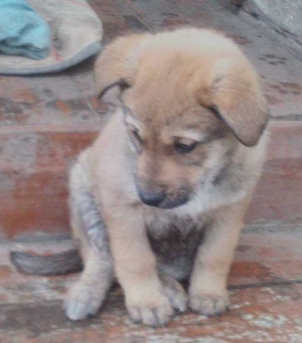 Щенки ищут заботливую семью