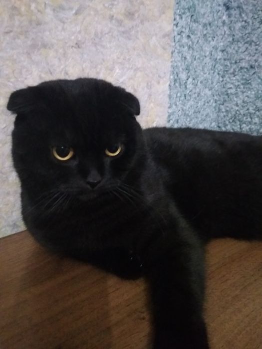 В'язка димчатий чорний