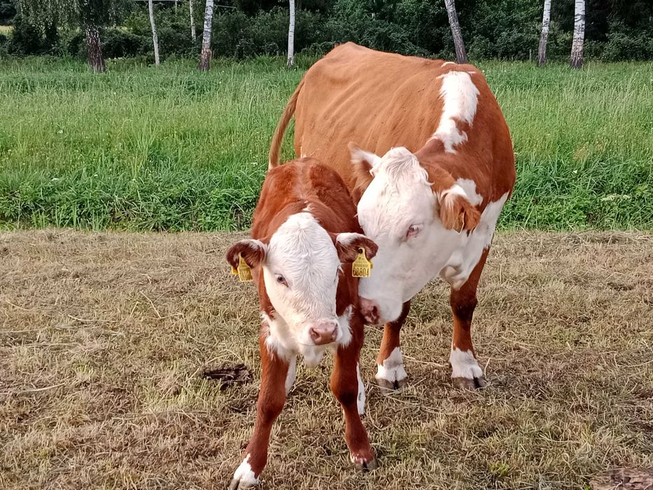 Hereford krowy krowa