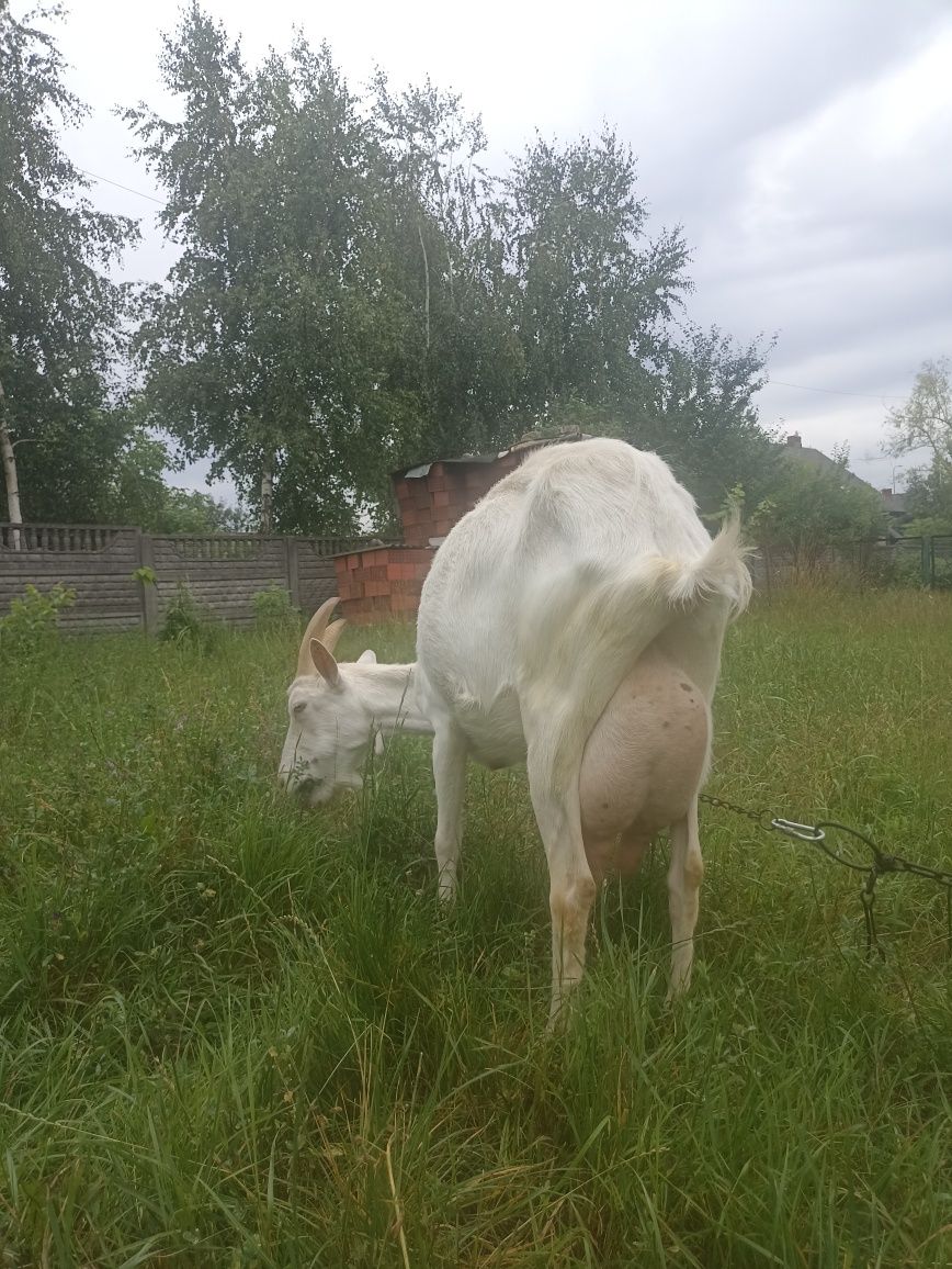 Młoda koza sanenka