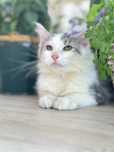 Maine Coon  kotka