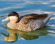 Patos versicolor