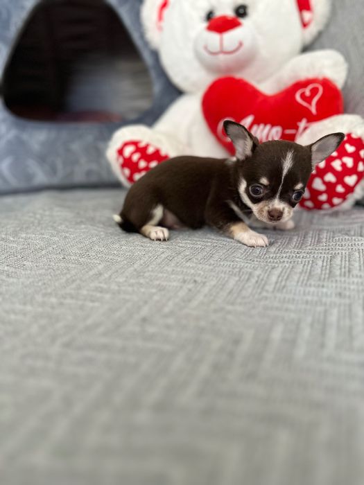 Menino chihuahua super mini