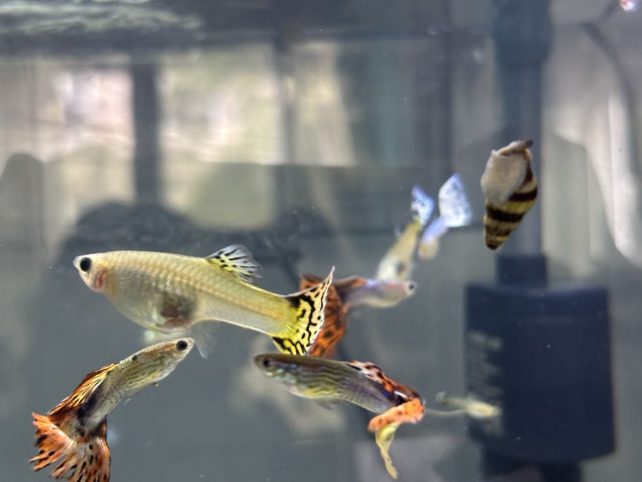 Guppys machos e femeas