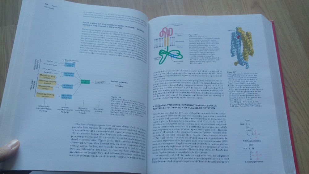 Livro "Biochemistry"