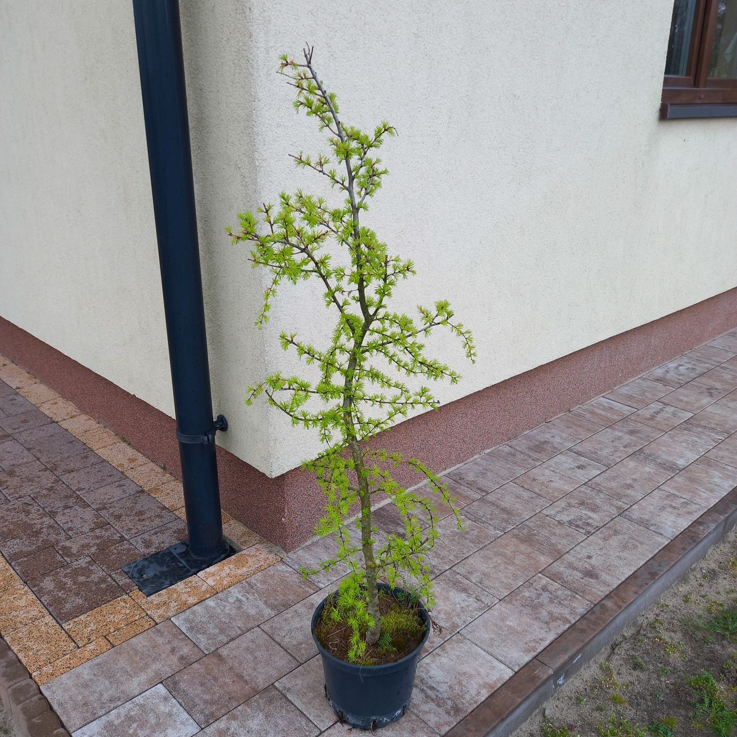 Modrzew japoński,bonsai