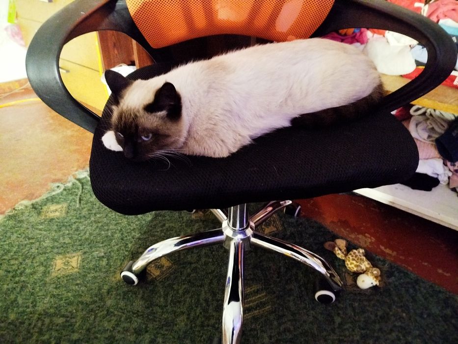 Отдам сиамского котика