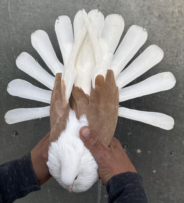 Sprzedam orliki szariki