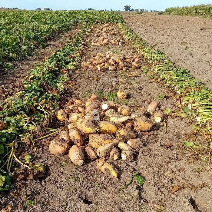 Buraki pastewne kolorowe