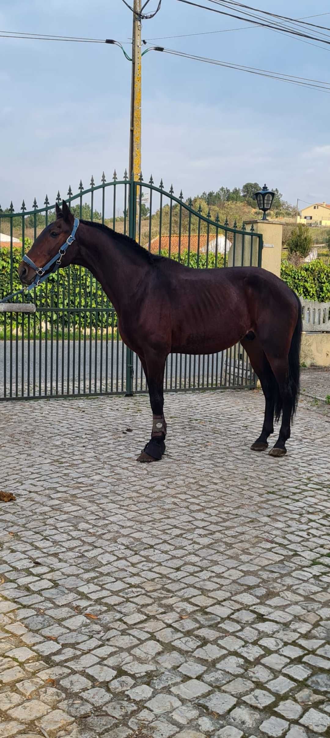 Cavalo cruzado 9 anos 1.61