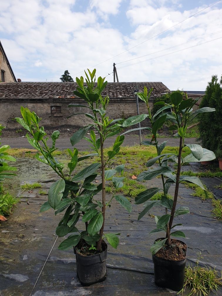 Laurowisnia novita 100cm ! Promocja wiosenna!