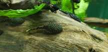Młody glonojad Ancistrus około 4 cm