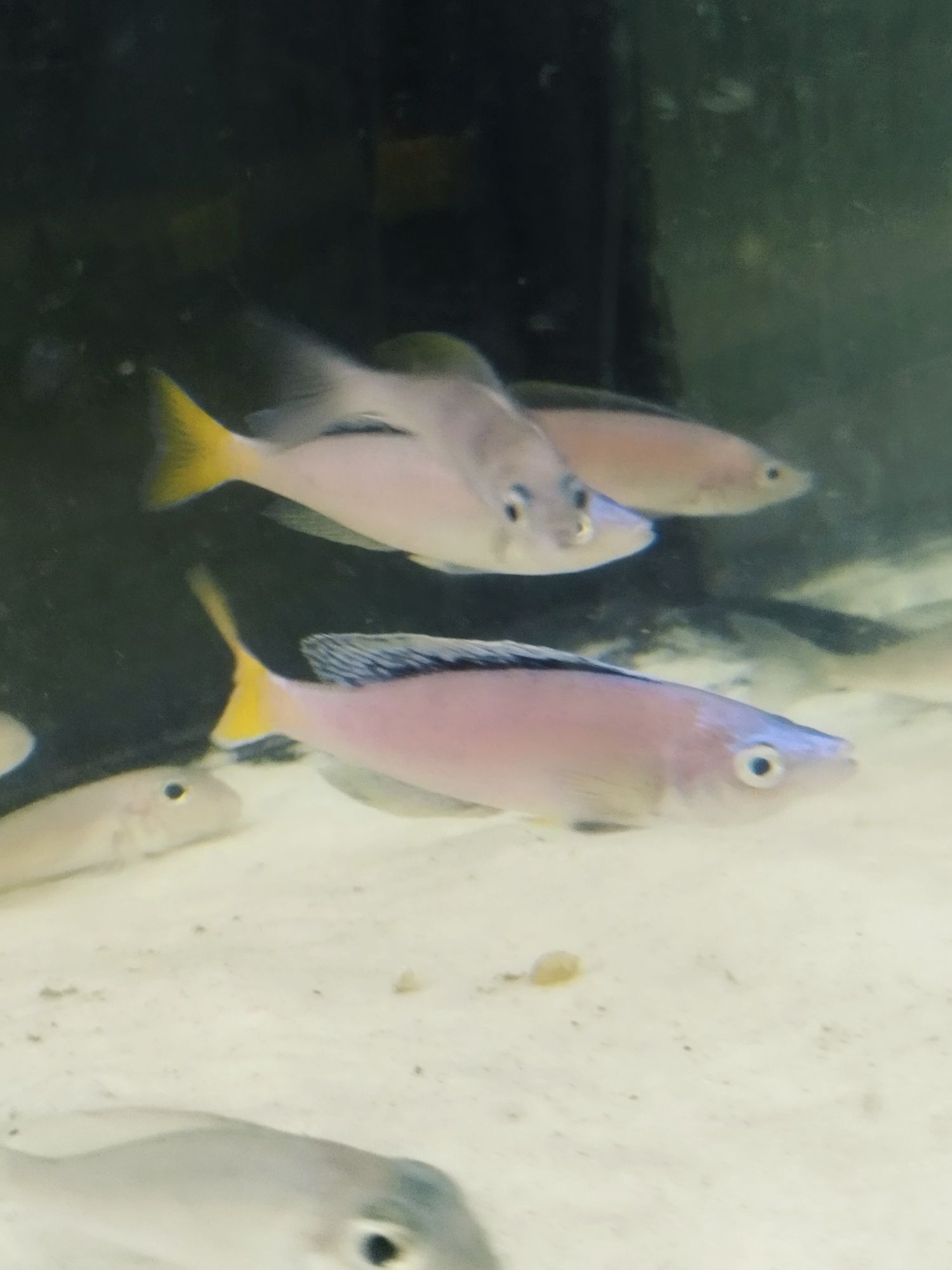 Cyprichromis sp. Leptosoma Mpulungu tanganika