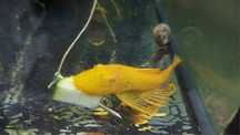 Ancistrus  sp. Gold albinos