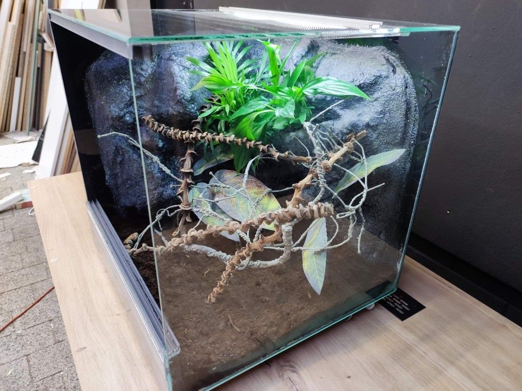 Terrarium szklane gekon rzekotka pająk KOŚCIAN