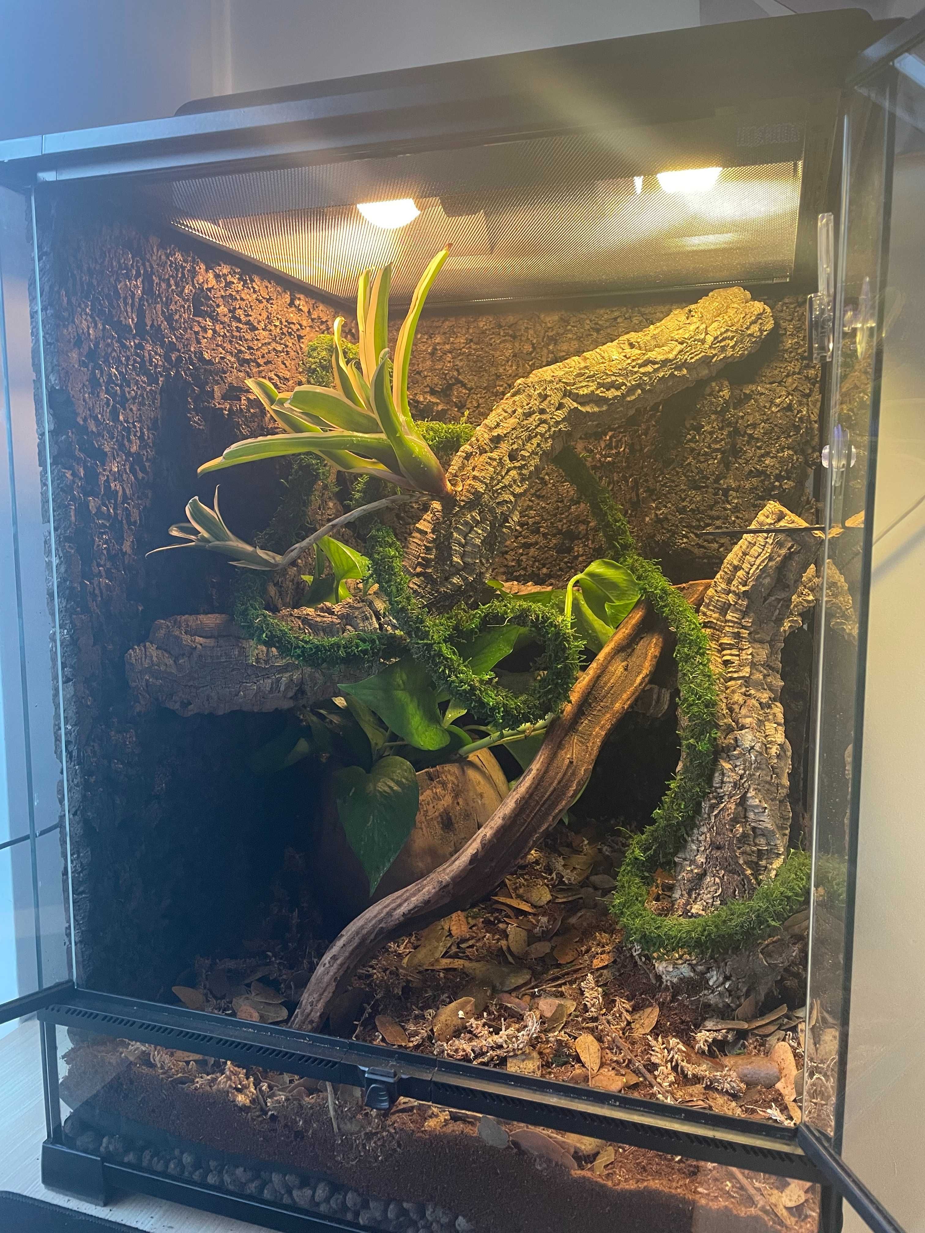 Terrarium Repti Planet z wyposażeniem (Bez gekona)