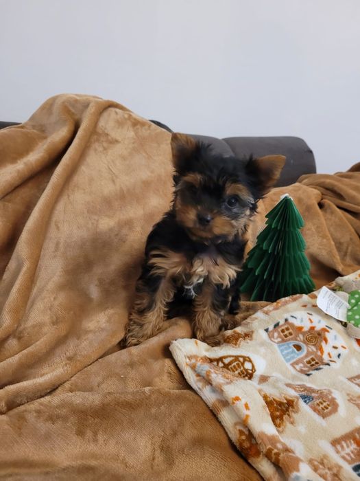 Yorkshire Terrier, piesek, chłopiec york