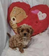 Maltipoo,pudel toy,maltańczyk