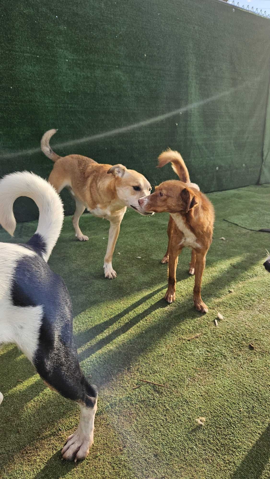 Caramelo Cão Para Adoção