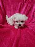 Bichon Maltês  menina excelente exemplar da raça
