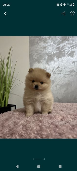 Biały piesek szpic miniaturowy