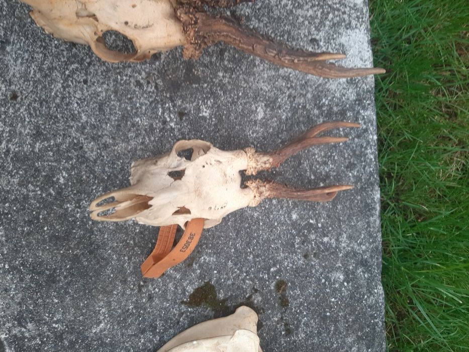 Rogi  z czaszkami  6 szt   dla  myśliwego   kompletne   uzębienie  w p