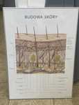 Plakat Marta Pawelec Budowa Skóry