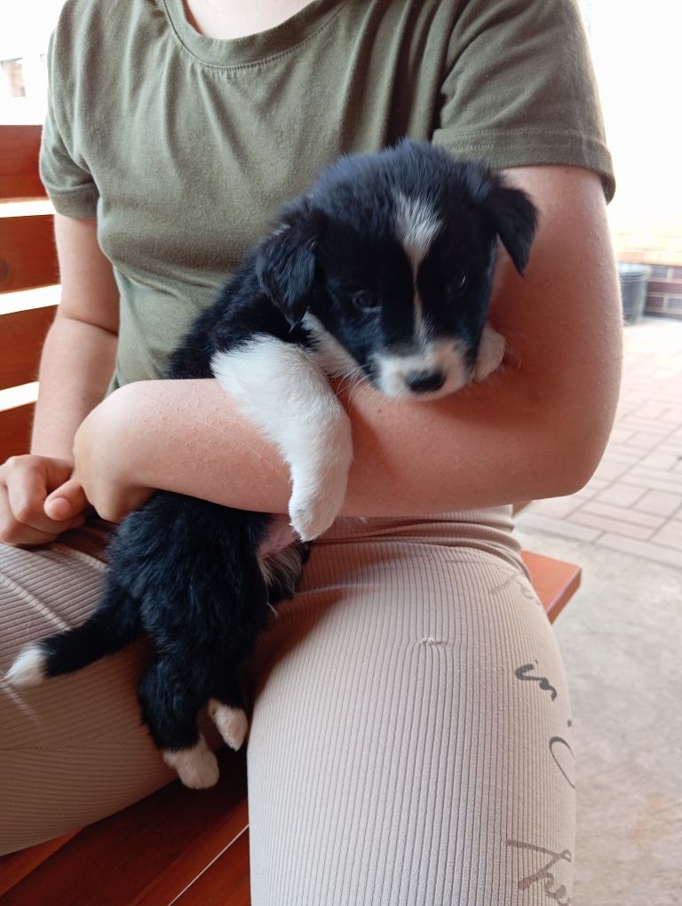 Suczka border collie