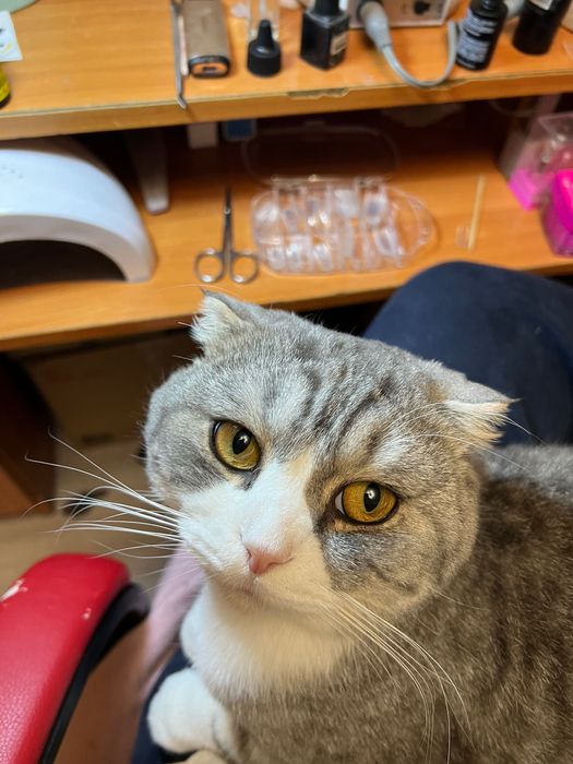 Віддам кота у добрі руки