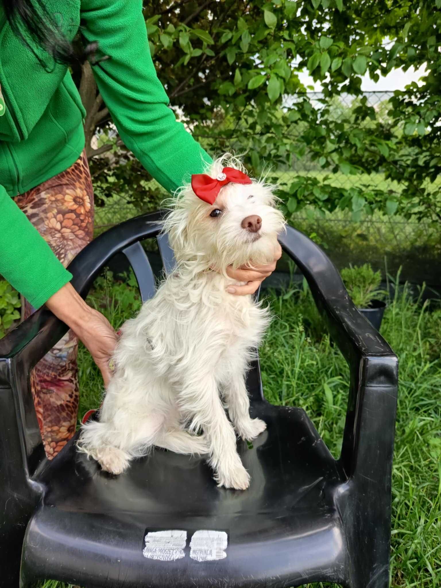 maltipoo, piesek o cudownym charakterze