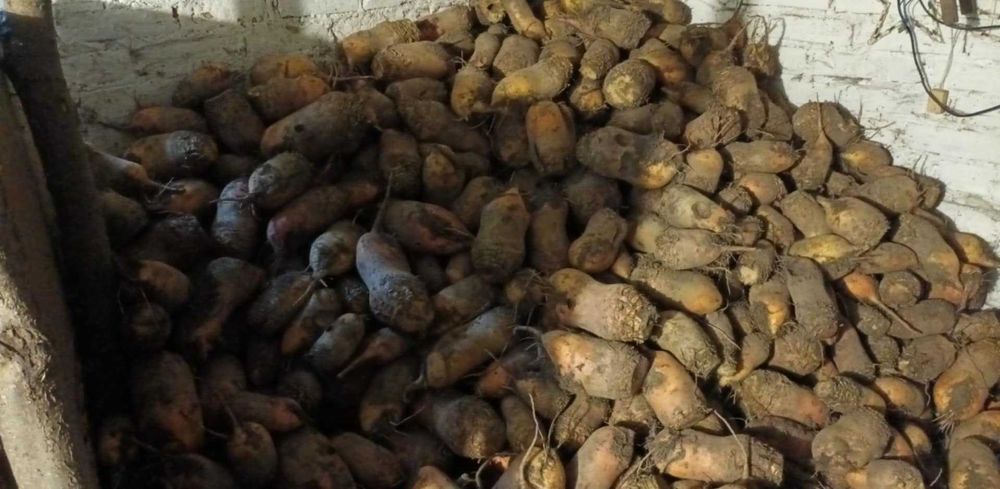 Sprzedam buraki pastewne