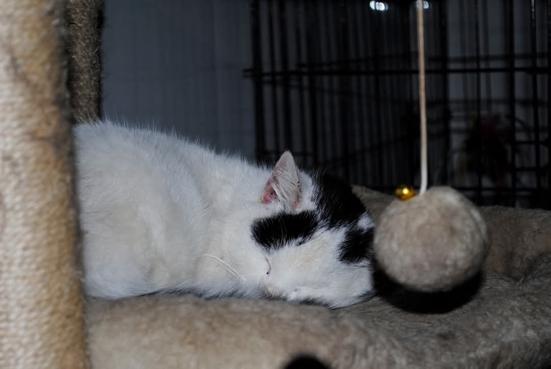 Roczny kocurek z białaczką do adopcji