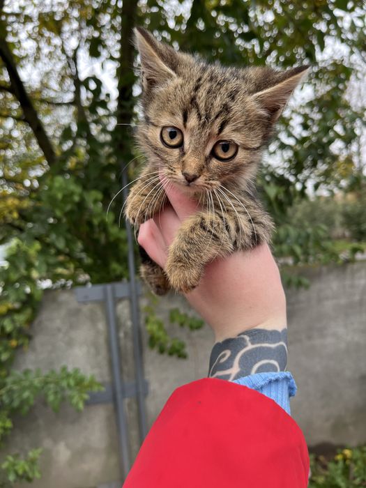 Безкоштовно вітдамо кошенят в добрі руки з подарунком