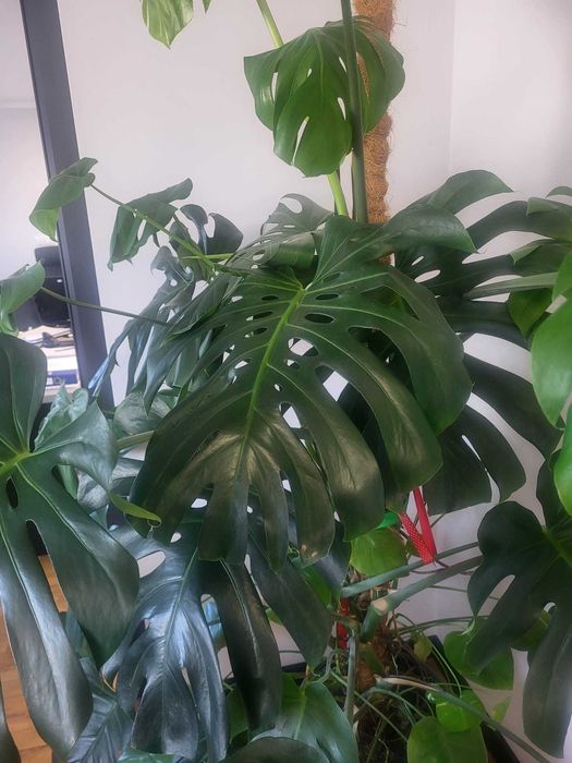 Monstera deliciosa Monstera dziurawa