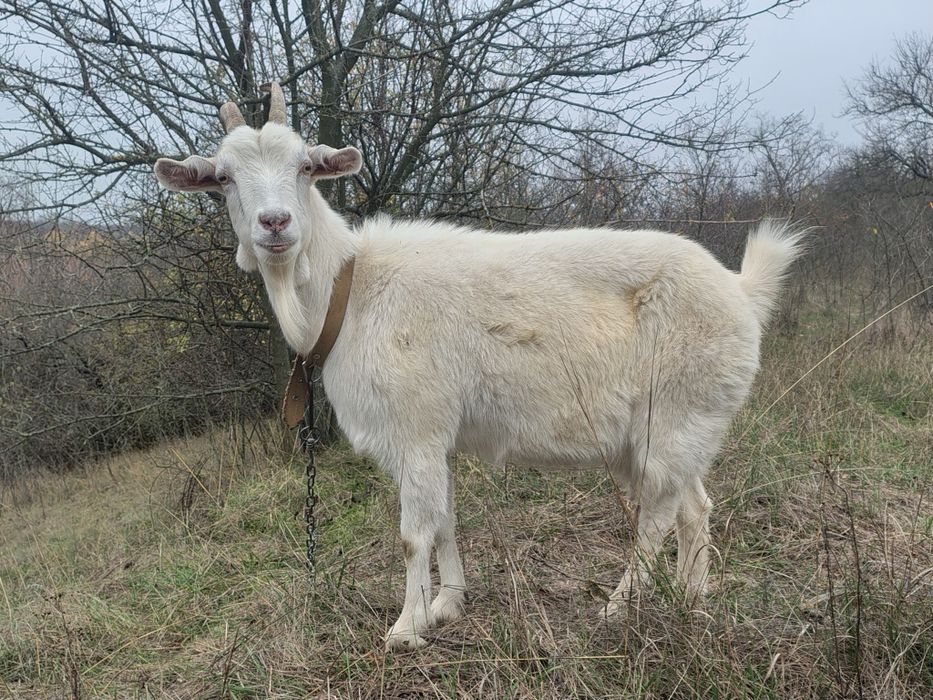 Коза дойна 1,5- 3 літри
