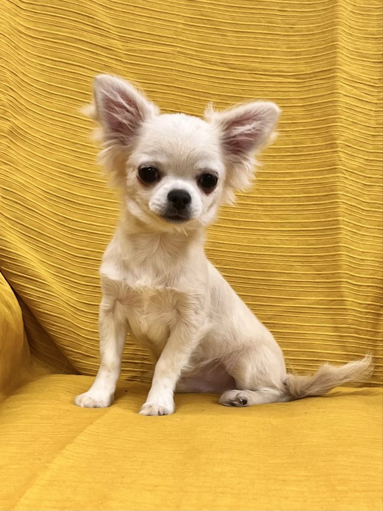 Chihuahua Macho Pelo Comprido