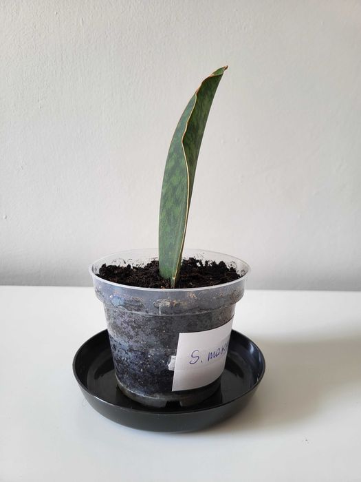 Sansevieria masoniana