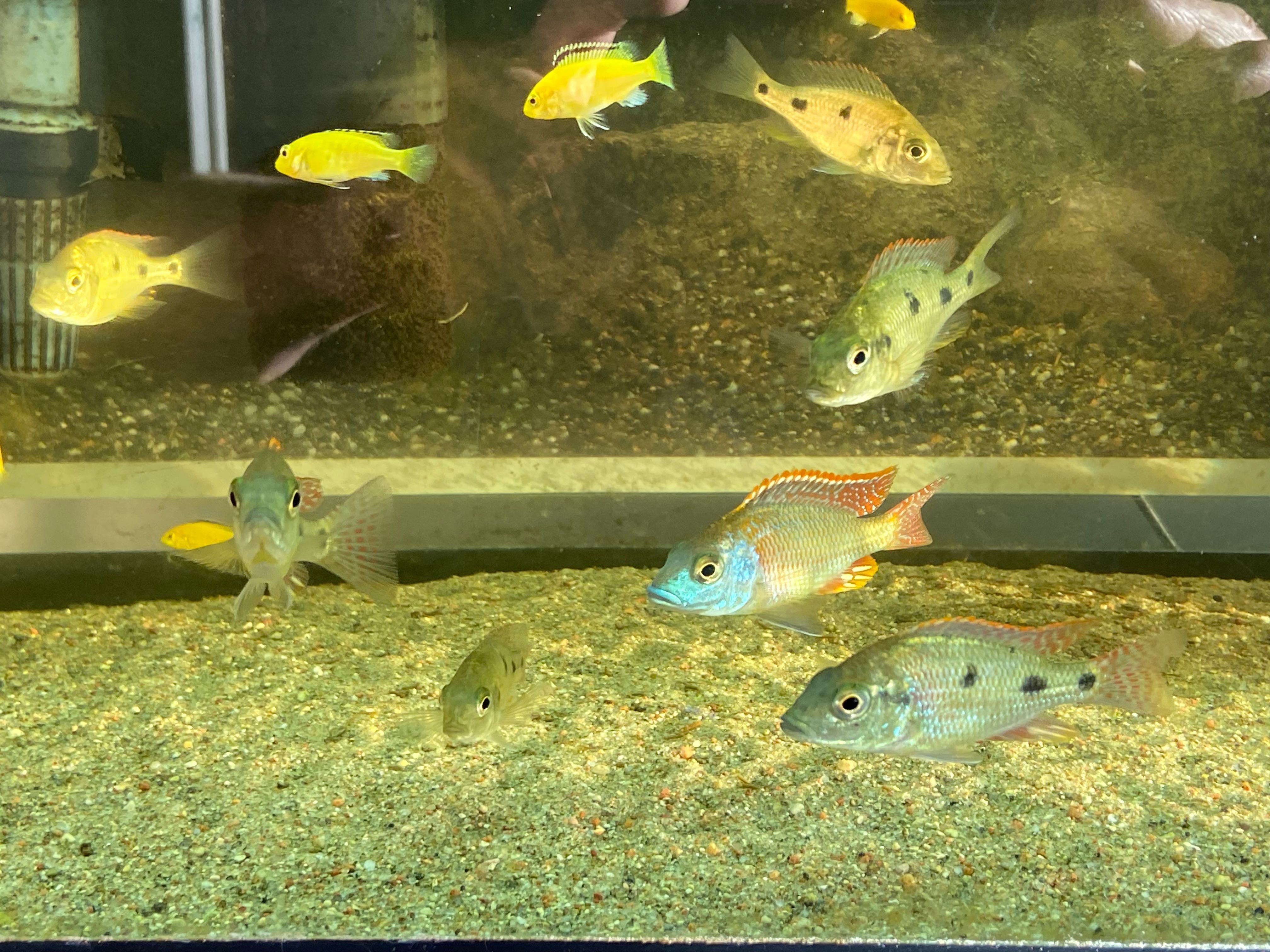 Sprzedam młode  Otopharynx Tetrastigma