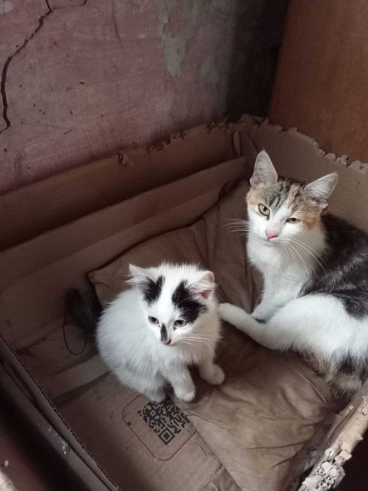 Очень красивые котята