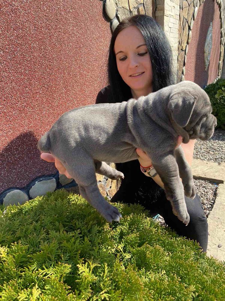 Продаж весняних-щенят Cane corso Italiano