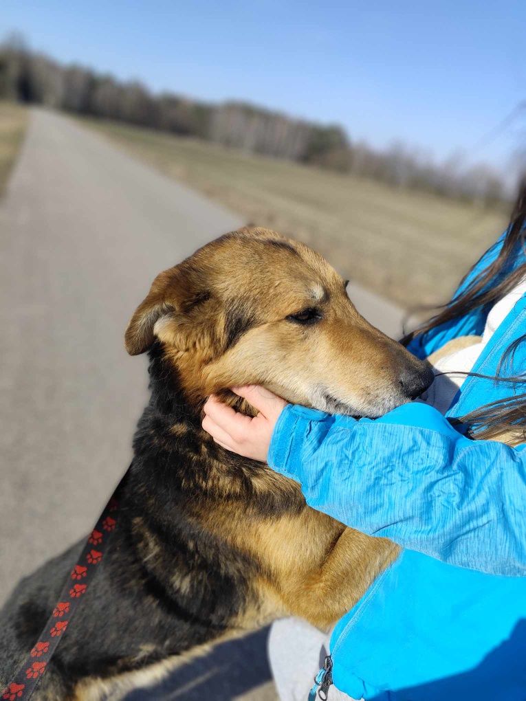 Wspaniały Ege szuka domu!