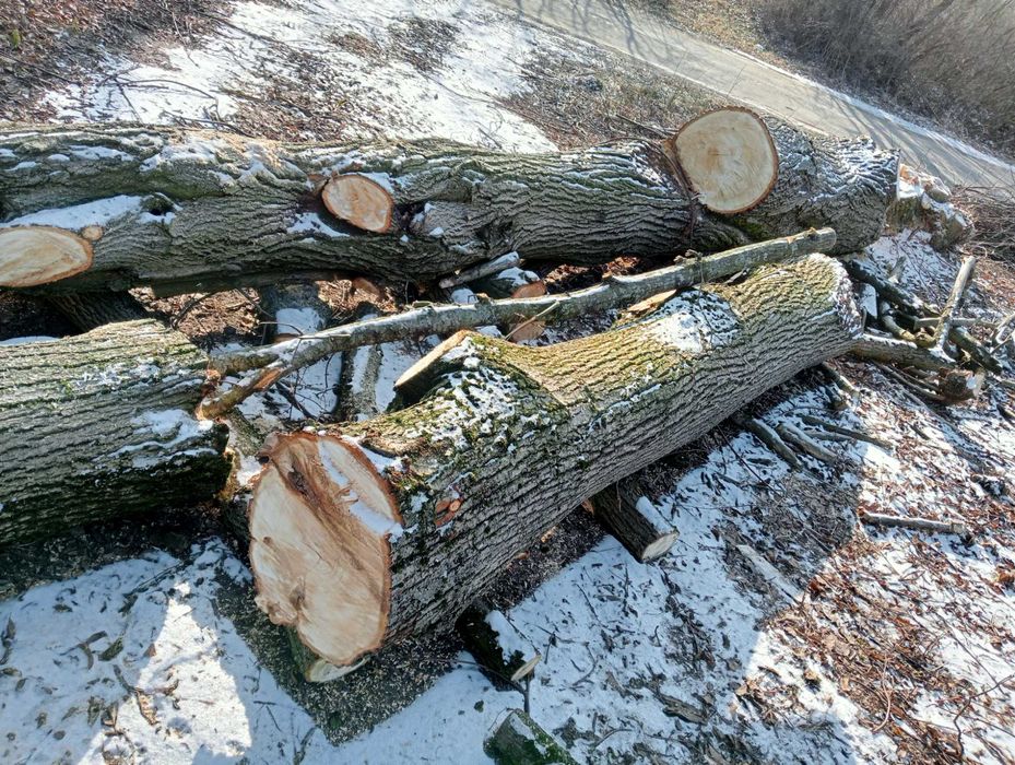 Drzewo, kłody, kloce lipa i jesion