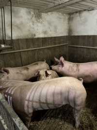 Свині 170-220 кг