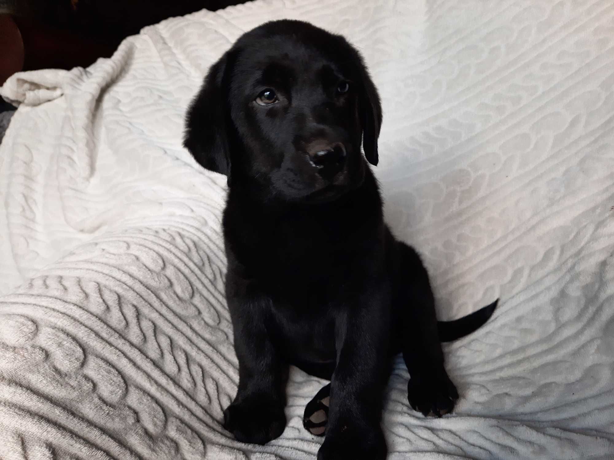Labrador retriever, labradory czarny piesek ZKwP ,FCI