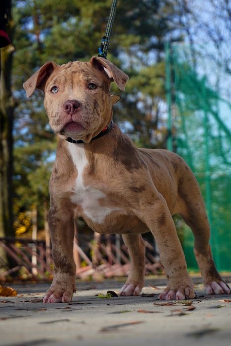 American Bully XL suczka  merle