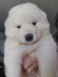 Piesek rasy Samoyed z rodowodem