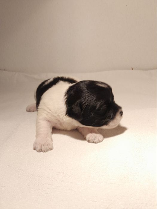 Hawańczyk piesek w łaty z rodowodem