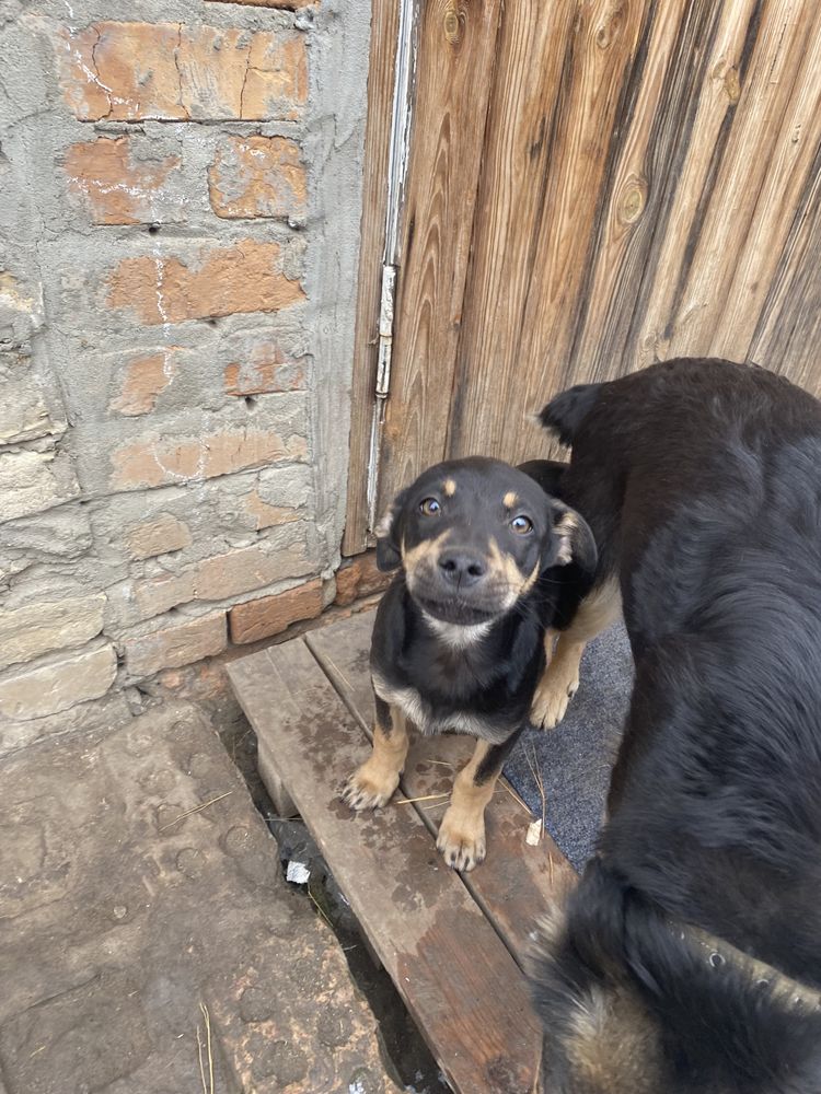 Віддамо собачок в добрі руки